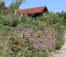 Počitniška hišica v cvetju