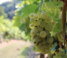 Grozdje se nam je ponujalo