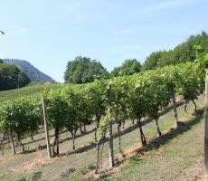 Vinogradi povsod okoli nas