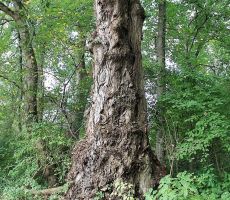 Mogočen topol ob Muri