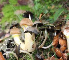 Ob poti pa štorovke