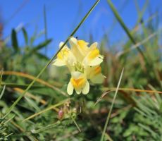 Tudi jeseni je cvetje lepo