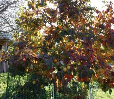 Kakiji  še niso zdreli