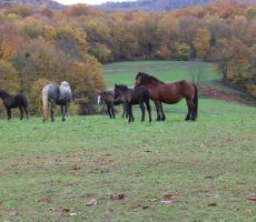 Lepo je videti tako veliko čredo konj