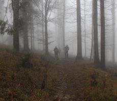 Megla v gozdu je skrivnostna