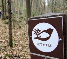 Pot miru