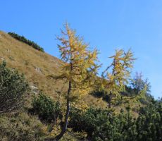 Posamezni macesni že rumenijo