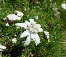 Planika nas pozdravlja