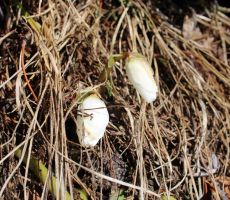 Pomlad prihaja tudi v gore