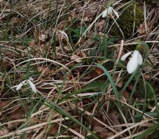 OBČNI ZBOR LIPA NA KRASU, 10.03.2019 -PS PT Nova Gorica