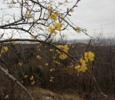 OBČNI ZBOR LIPA NA KRASU, 10.03.2019 -PS PT Nova Gorica