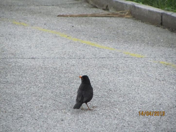 TEMATSKA POT PO KOBARIŠKEM BLATU, 14.04.2013