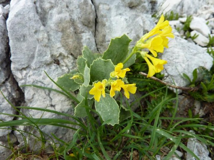 MIŠELJ VRH, 2350 m - sobota, 27. julij 2013 