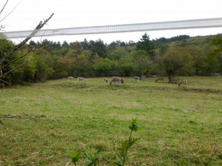 Senožeče – Vremščica (1.027 m) – Gornja Košana- 5. oktober 2013