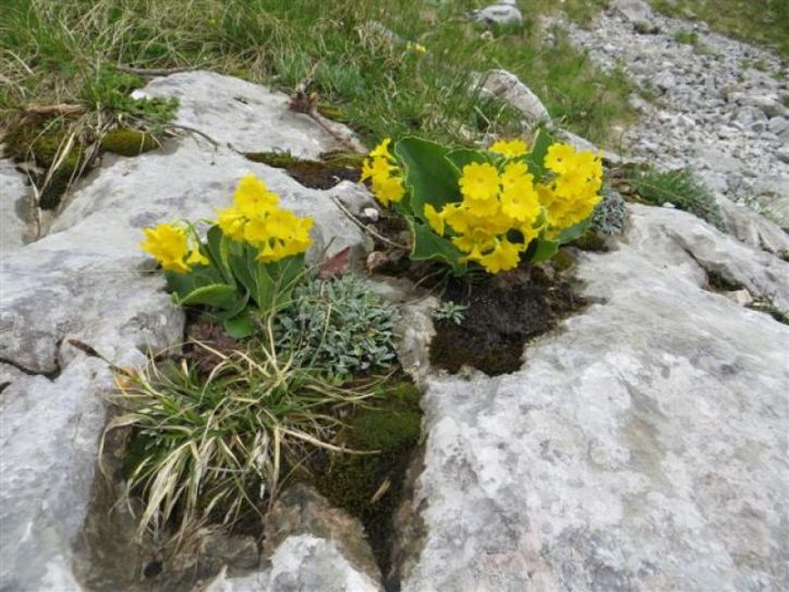 BREZPOTJA V BAVŠICI, 24.05.2015